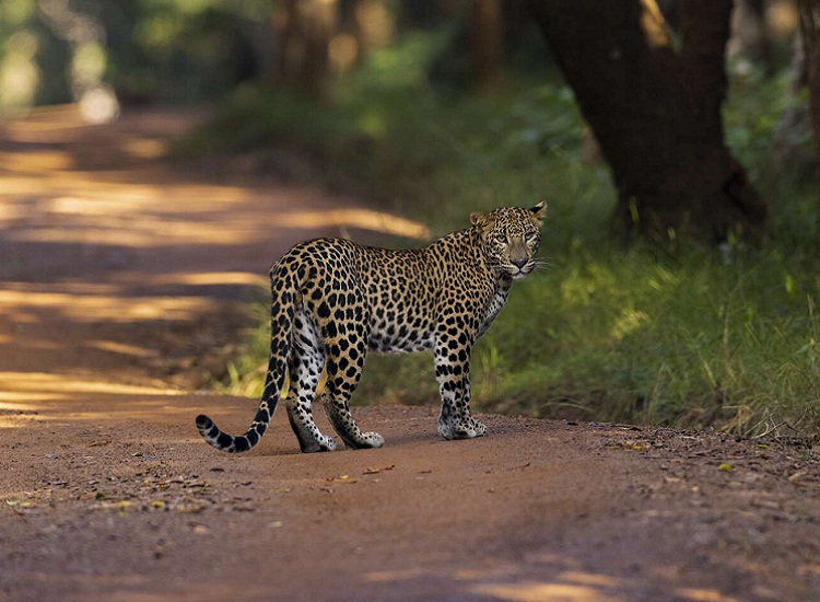 srilanka3